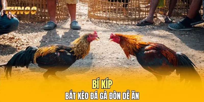 Bí kíp bắt kèo đá gà đòn dễ ăn Bí kíp bắt kèo đá gà đòn dễ ăn