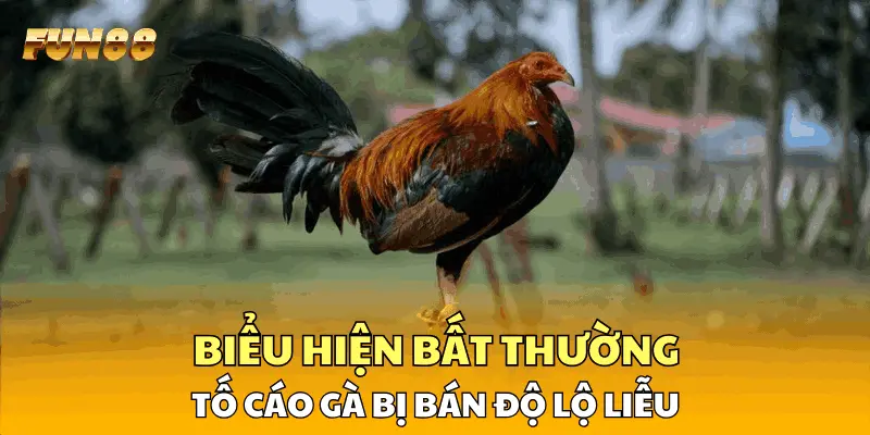 Biểu hiện bất thường tố cáo gà bị bán độ lộ liễu Biểu hiện bất thường tố cáo gà bị bán độ lộ liễu
