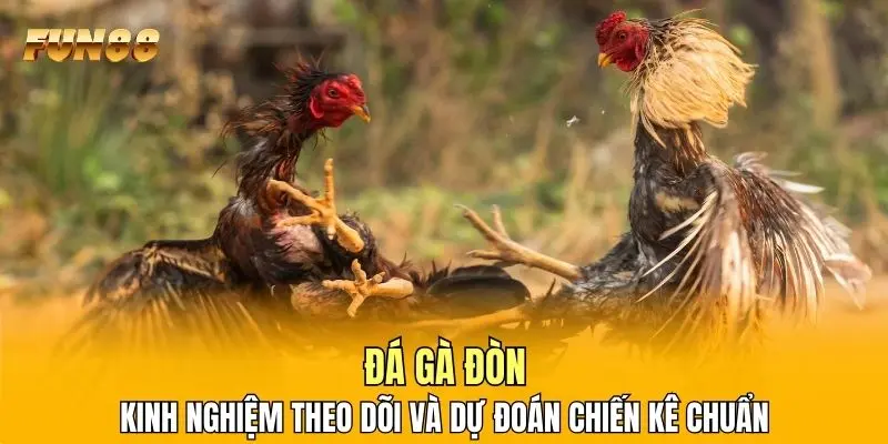 1 Đá Gà Đòn - Kinh Nghiệm Theo Dõi Và Dự Đoán Chiến Kê Chuẩn Đá Gà Đòn - Kinh Nghiệm Theo Dõi Và Dự Đoán Chiến Kê Chuẩn