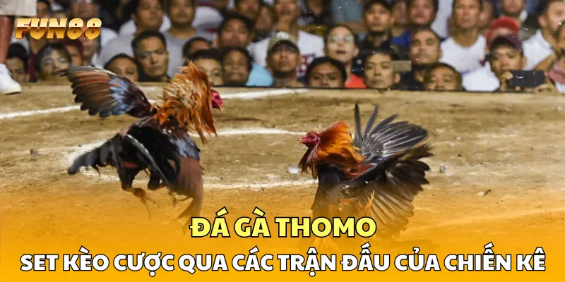 1 Đá Gà Thomo FUN88: Set Kèo Qua Các Trận Đấu Của Chiến Kê Đá Gà Thomo FUN88: Set Kèo Qua Các Trận Đấu Của Chiến Kê