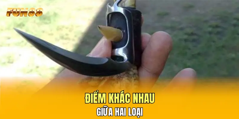 Điểm khác nhau giữa hai loại Điểm khác nhau giữa hai loại