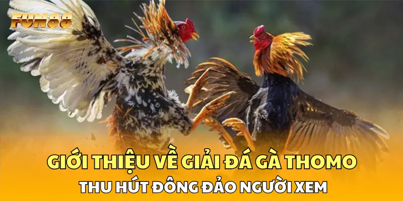 Giới thiệu về giải đá gà Thomo FUN88 thu hút đông đảo người xem Giới thiệu về giải đá gà Thomo FUN88 thu hút đông đảo người xem