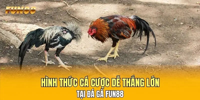Hình thức cá cược dễ thắng lớn tại đá gà FUN88 Hình thức cá cược dễ thắng lớn tại đá gà FUN88