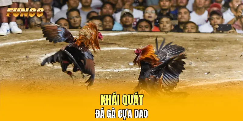 Khái quát đá gà cựa dao Khái quát đá gà cựa dao
