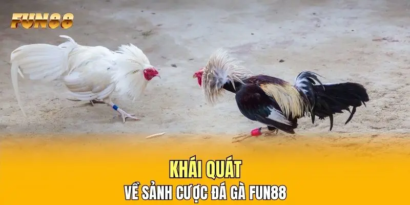Khái quát về sảnh cược đá gà FUN88 Khái quát về sảnh cược đá gà FUN88