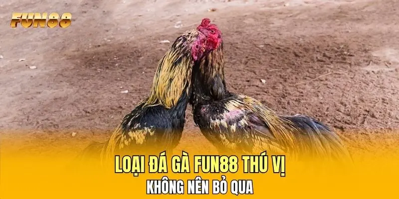 Loại đá gà FUN88 thú vị không nên bỏ qua Loại đá gà FUN88 thú vị không nên bỏ qua