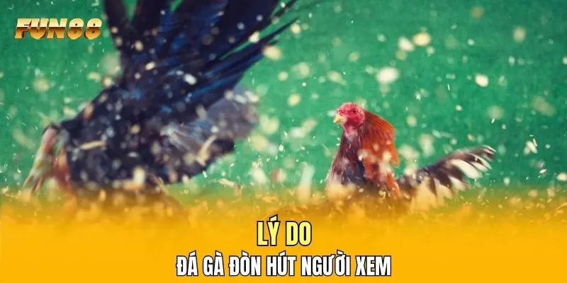 Lý do đá gà đòn hút người xem Lý do đá gà đòn hút người xem