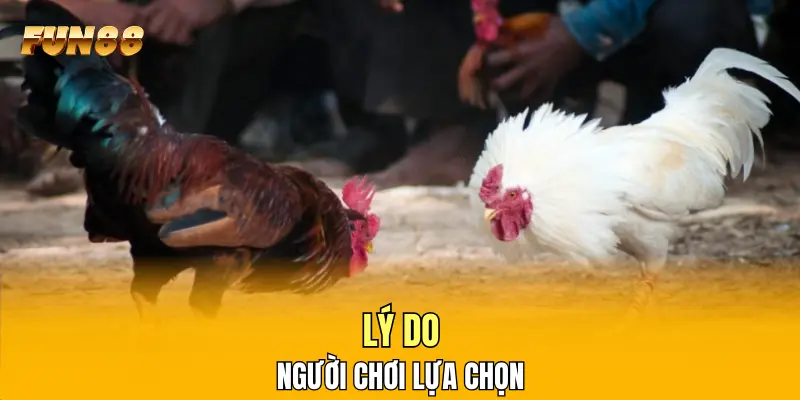 Lý do người chơi lựa chọn Lý do người chơi lựa chọn