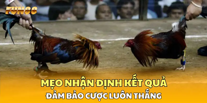 Mẹo nhận định kết quả đảm bảo cược luôn thắng Mẹo nhận định kết quả đảm bảo cược luôn thắng