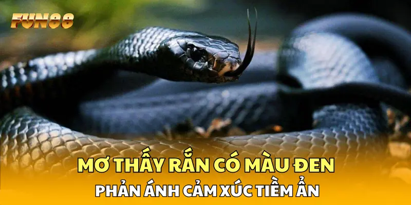 Mơ thấy rắn có màu đen phản ánh cảm xúc tiềm ẩn Mơ thấy rắn có màu đen phản ánh cảm xúc tiềm ẩn