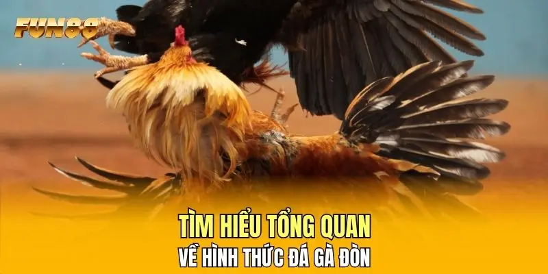 Tìm hiểu tổng quan về hình thức đá gà đòn Tìm hiểu tổng quan về hình thức đá gà đòn