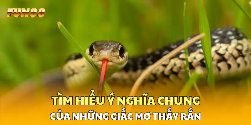 Tìm hiểu ý nghĩa chung của những giấc mơ thấy rắn Tìm hiểu ý nghĩa chung của những giấc mơ thấy rắn